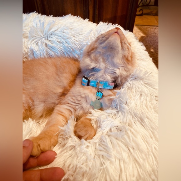 0.75” Dog Collar- Paws and bones, Paw Prints, Paw Print Dog Collar, Dog Collar - Picture 10 of 15